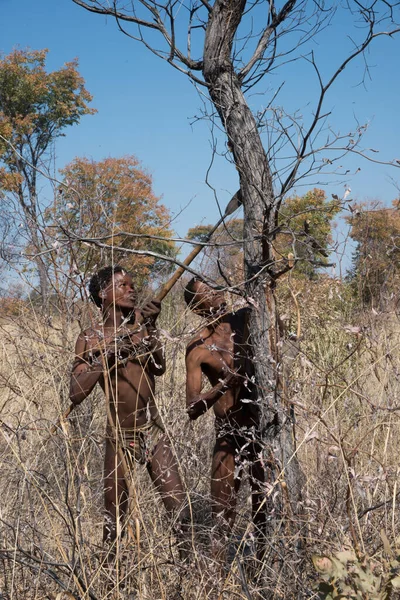Kalahari Namibia Srpna 2016 Vertikální Záběr Dvou Členů San People — Stock fotografie