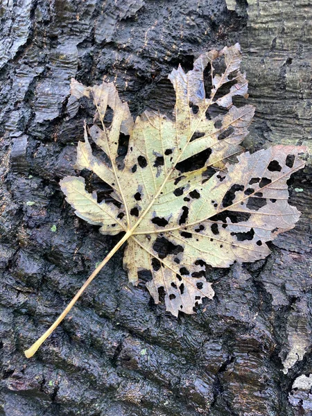 껍질에 나뭇잎의 — 스톡 사진