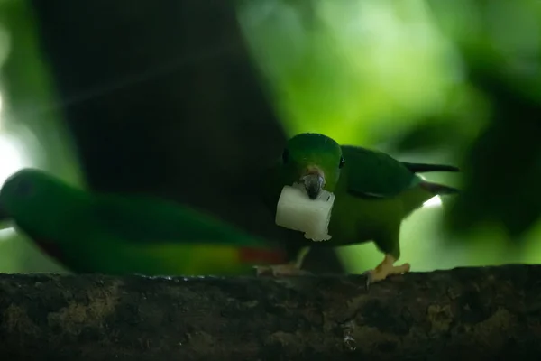 Widok Papugi Siedzącej Gałęzi Jedzeniem Dziobie — Zdjęcie stockowe