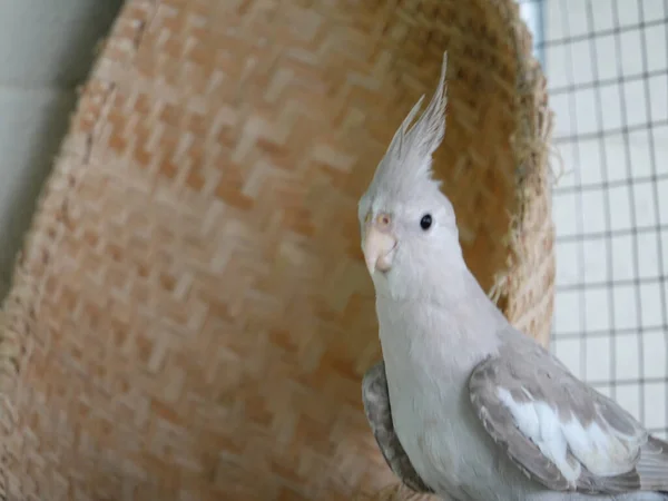 Крупним Планом Знімок Білого Екзотичного Папуги — стокове фото