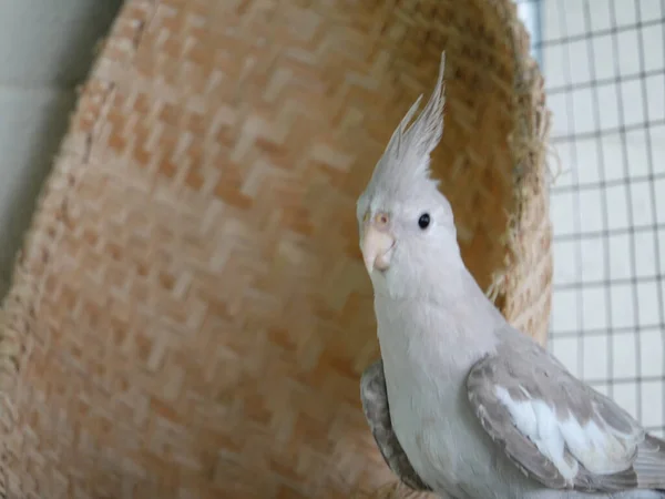 Een Dichtbij Shot Van Een Witte Exotische Papegaai — Stockfoto