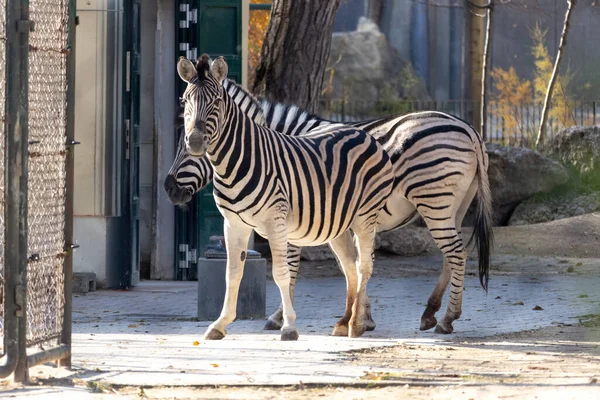 Ein Blick Auf Schöne Zebras Zoo — Stockfoto