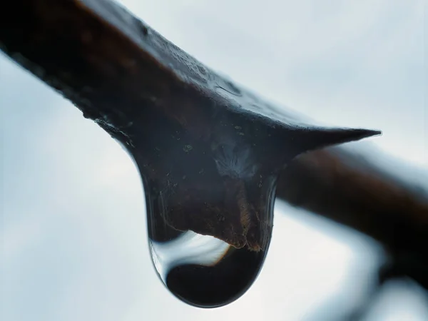 背景がぼやけているために小枝にぶら下がっている雨滴のマクロショット — ストック写真