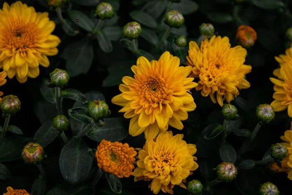 Közelkép Krizantém Virágokról — Stock Fotó