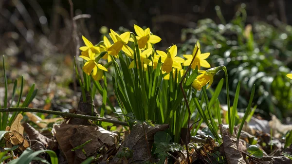 Een Close Van Verse Narcissen Bloemen Tuin — Stockfoto