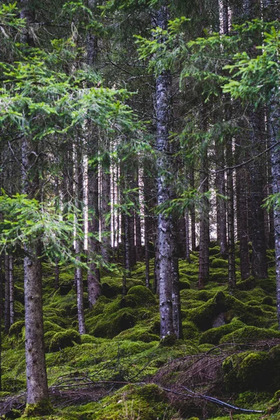 Вертикальний Знімок Високих Дерев Лісі Несудинними Рослинами Землі — стокове фото