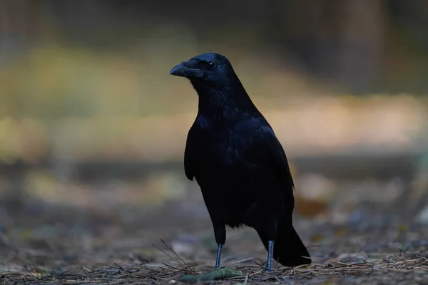 Selective Focus Shot Raven Perched Ground — Stock Photo, Image