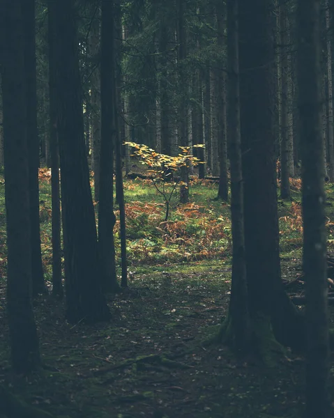 Uma Bela Paisagem Plantas Grama Árvores Floresta — Fotografia de Stock