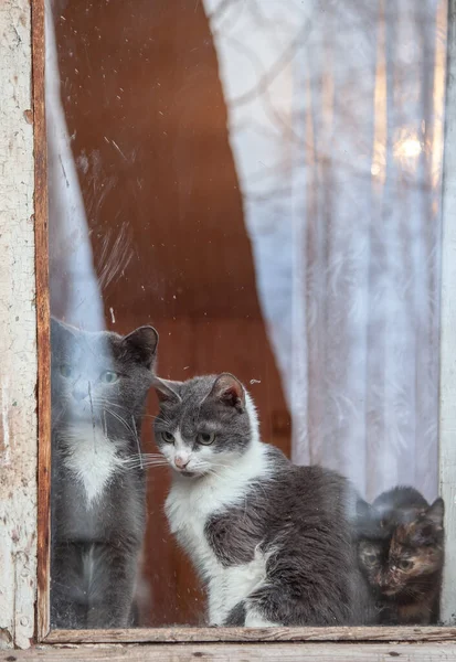 Roztomilá Koťátka Dívající Okna — Stock fotografie