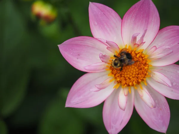 Plan Macro Une Abeille Sur Une Fleur Rose Fleurs — Photo