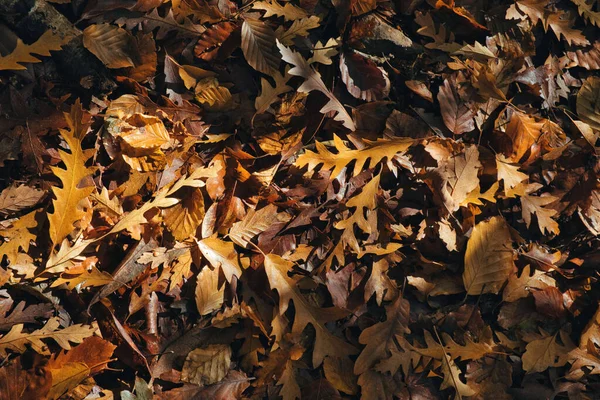 Een Top View Van Droge Rode Gouden Herfstbladeren Grond — Stockfoto