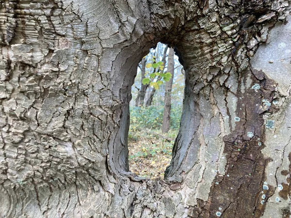 Nahaufnahme Eines Lochs Einem Baum Wald — Stockfoto