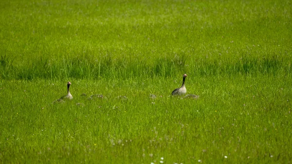 Tir Incroyable Canards Dans Champ Par Une Journée Ensoleillée — Photo