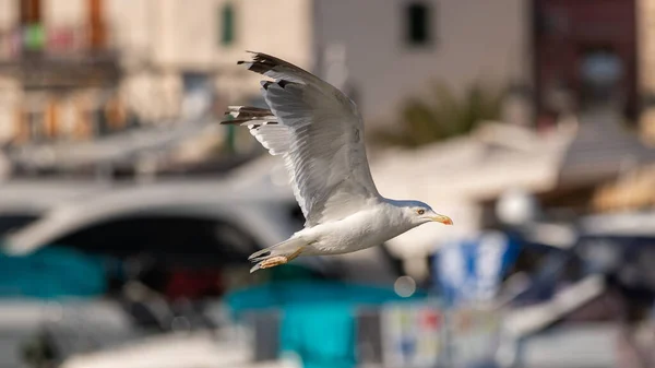 Colpo Fuoco Selettivo Uccello Volante Sandpiper — Foto Stock