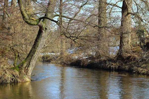 Une Rivière Entourée Arbres Dans Forêt — Photo