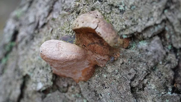 Eine Nahaufnahme Eines Pilzes Auf Einem Felsen Bowmanstown — Stockfoto