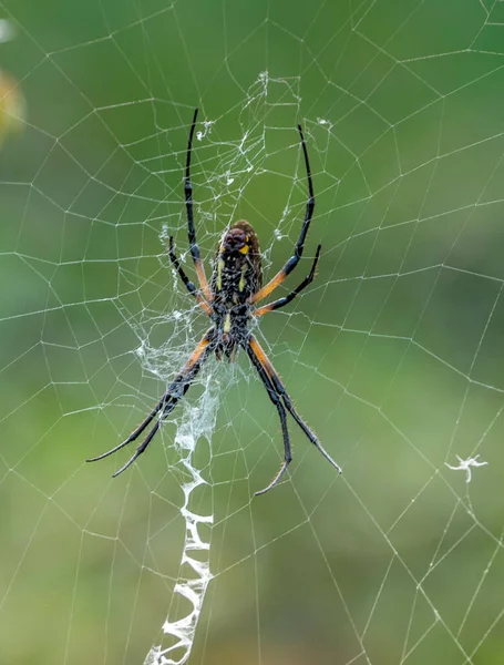 Örümcek Ağındaki Sarı Bahçe Örümceğinin Dikey Yakın Çekimi Argiope Aurantia — Stok fotoğraf