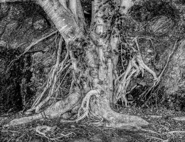 Szary Kadr Grubego Starego Drzewa Parku Brisbane Australia — Zdjęcie stockowe