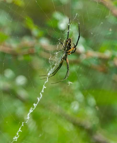 Primo Piano Verticale Del Ragno Giardino Giallo Sulla Ragnatela Argiope — Foto Stock