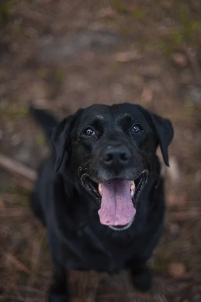 Colpo Verticale Labrador Nero Carino All Aperto — Foto Stock