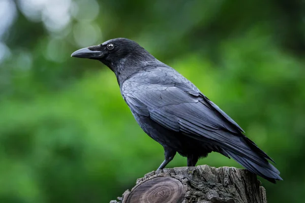 丸太の上にカラスのクローズアップショット — ストック写真