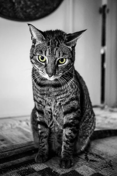 Grayscale Shot Striped Cat Green Eyes — Stock Photo, Image