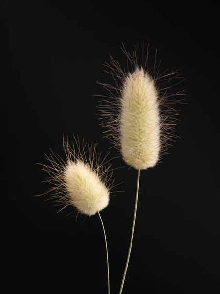 Цветы Хвоста Кролика Черном Фоне — стоковое фото