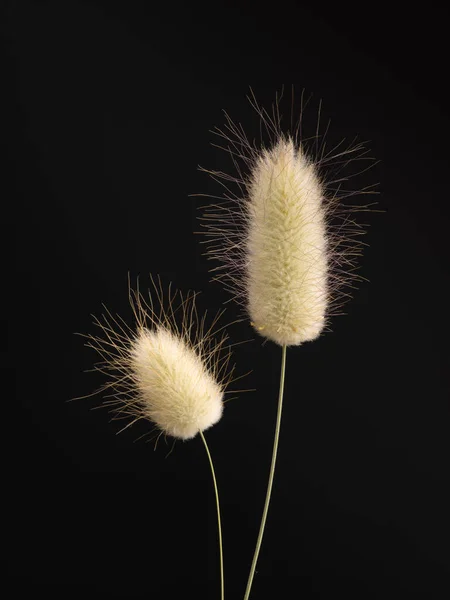 Cauda Coelho Flores Fundo Preto — Fotografia de Stock