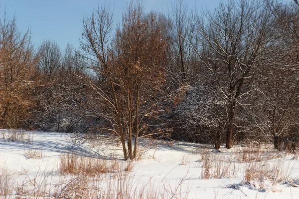 Een Prachtig Winterlandschap Met Bomen Het Bos — Stockfoto