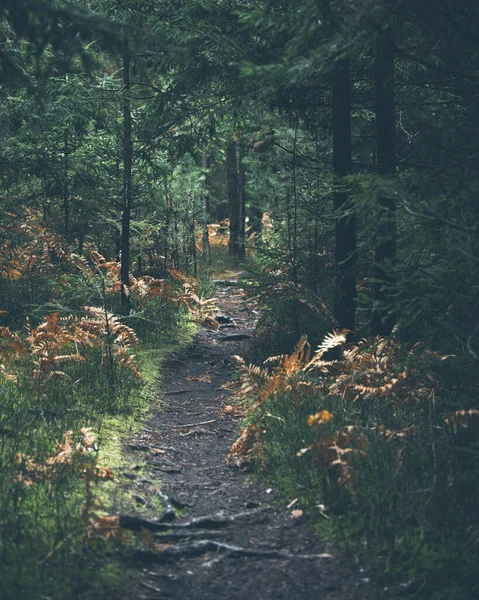 Vacker Natur Lerig Stig Med Växter Gräs Och Träd Skogen — Stockfoto