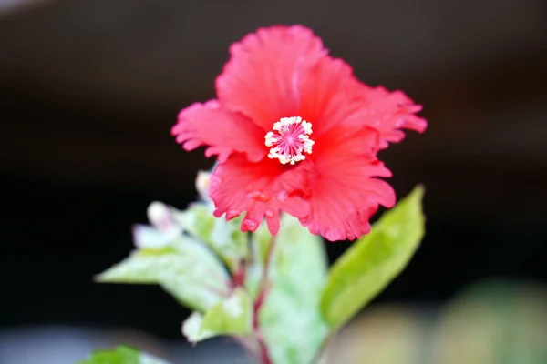 Selective Focus Shot Red Hibiscus — Stock Photo, Image