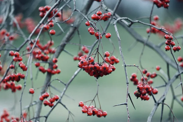 Kurumuş Ağaç Dallarında Yetişen Meyveler Bulanık Bir Arka Planda — Stok fotoğraf