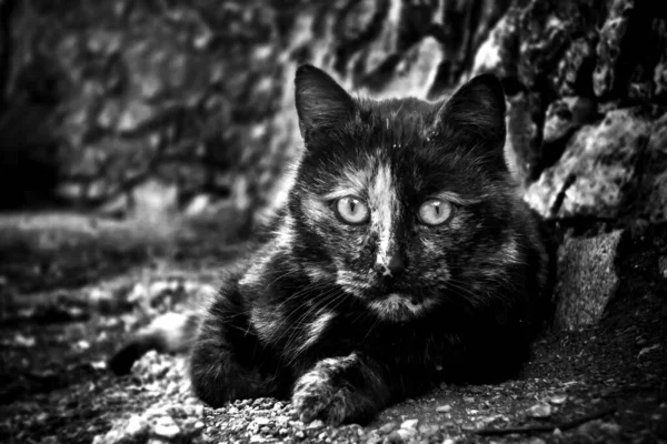 Scenic View Cat Grayscale — Stock Photo, Image