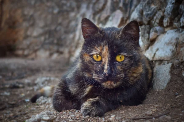Yerde Yatan Bir Kedinin Yakın Plan Çekimi — Stok fotoğraf