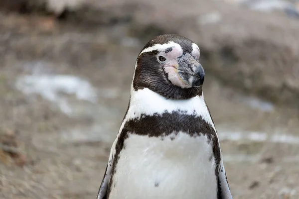Doğasında Sevimli Bir Humboldt Pengueni Manzarası — Stok fotoğraf