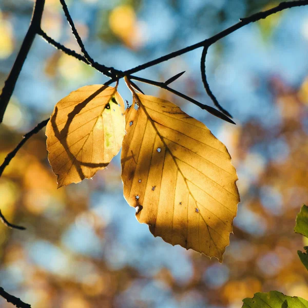 Zbliżenie Strzał Złotej Jesieni Listowie Sunlight Bokeh Światłami — Zdjęcie stockowe