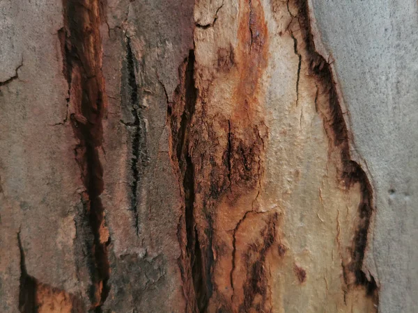 Closeup Old Tree Trunk Wood Texture — Stockfoto