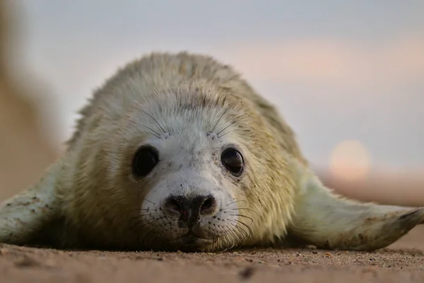 Tiro Perto Uma Foca Porto — Fotografia de Stock