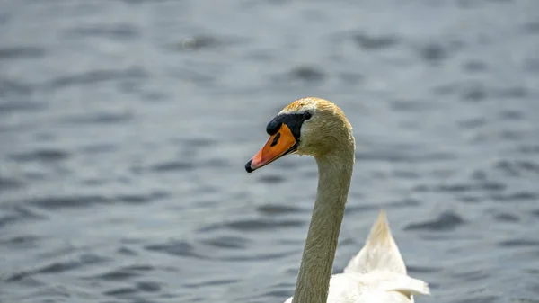 Closeup Lebădă Plutind Lac Într Însorită — Fotografie, imagine de stoc