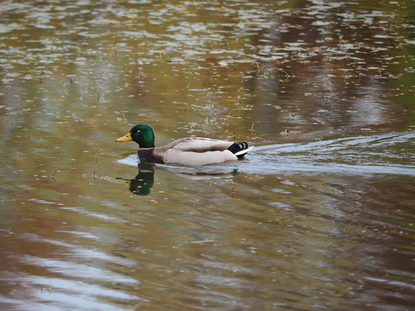 Gros Plan Beau Canard Dans Lac — Photo