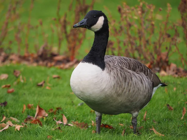 Closeup Beautiful Canada Goose Field Stock Image