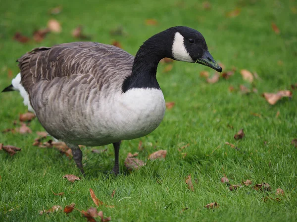 Closeup Beautiful Canada Goose Field Stock Photo