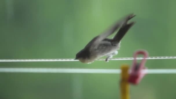 Closeup Shot Cute Bird — Stock Video