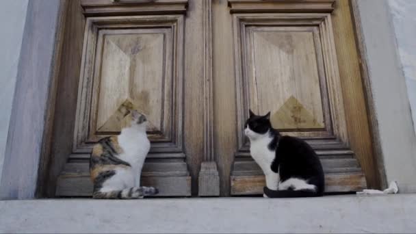 Close Footage Stray Cats Street — Stock Video