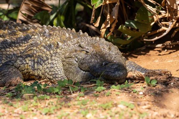Krokodil Vizes Élőhelyen Közel Tóhoz Erdőben Egy Napsütéses Napon — Stock Fotó