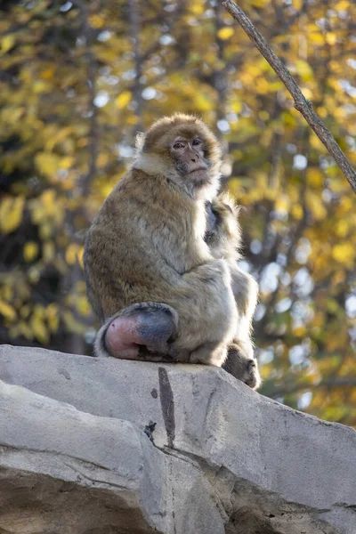 Una Toma Vertical Lindos Macacos Sentados Piedra Hábitat — Foto de Stock