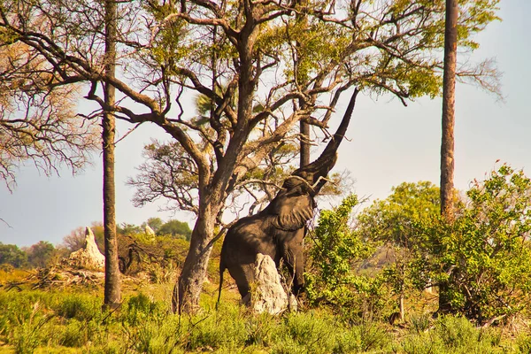 晴れた日には オカバンゴデルタで大象狩りの木が自然の中で食べるために葉の側面図 — ストック写真