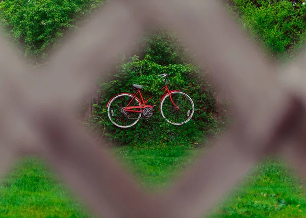 Una Bicicleta Roja Sobre Fondo Pared Planta Verde Visible Través — Foto de Stock