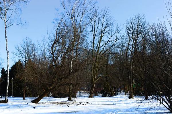 Een Prachtig Winterlandschap Met Bomen Het Bos — Stockfoto