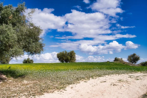 Beautiful View Trees Cultivated Field Blue Sky — Stock Photo, Image